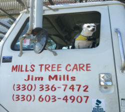 Mills Tree Care