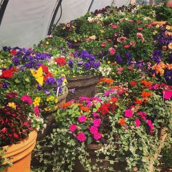Good Earth Landscaping & Maintenance