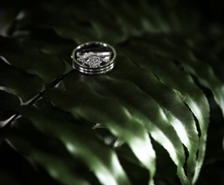 Wild Fern Weddings