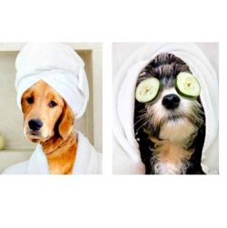 Fursace's Luxury Spa