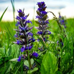 Green Acres Manufacturing