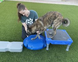 Furever Strong K9 Rehab