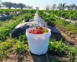 Amber Brooke Farms