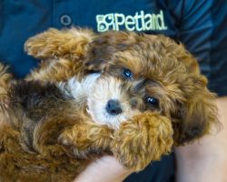 Petland Tulsa