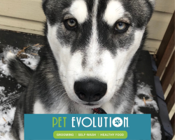 Pet Evolution - Grooming | Self-Wash | Healthy Food