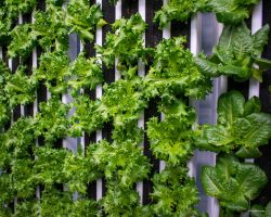 farm-a-leaf