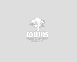 Collins Tree & Stump Service