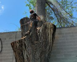 Integrated Tree Professionals