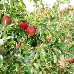 Apple Jack Orchards