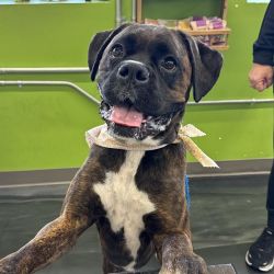 Pet Evolution - Chanhassen, MN - Grooming | Self-Wash | Healthy Food | Mobile Nail Trim