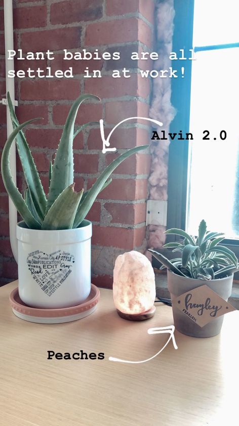 House Living Plants