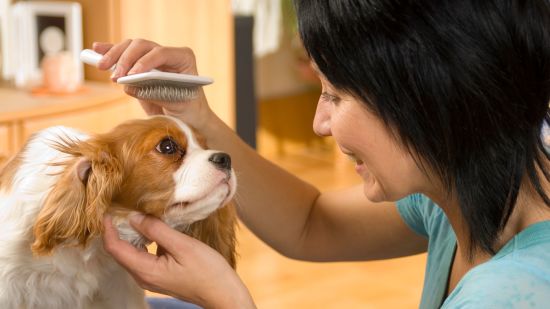 Featured image for How to Groom Your Dog at Home