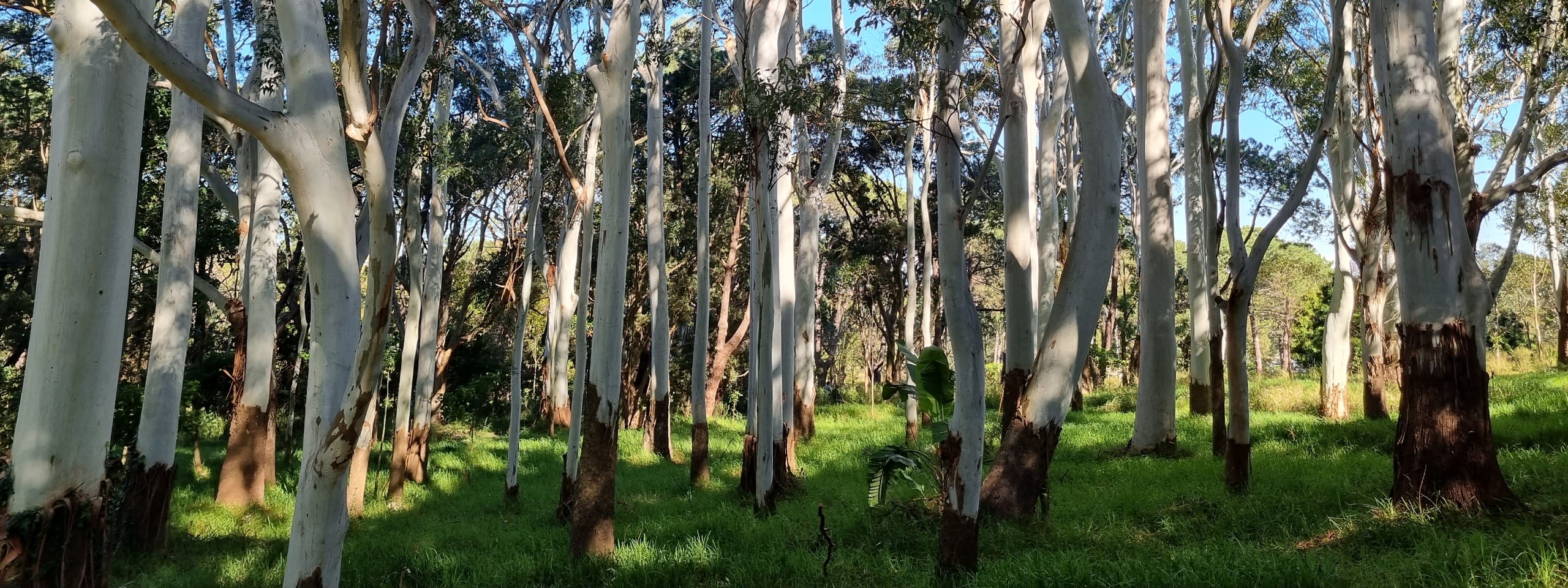 Forest Bathing in the Rose Gums, Centennial Park City of Sydney