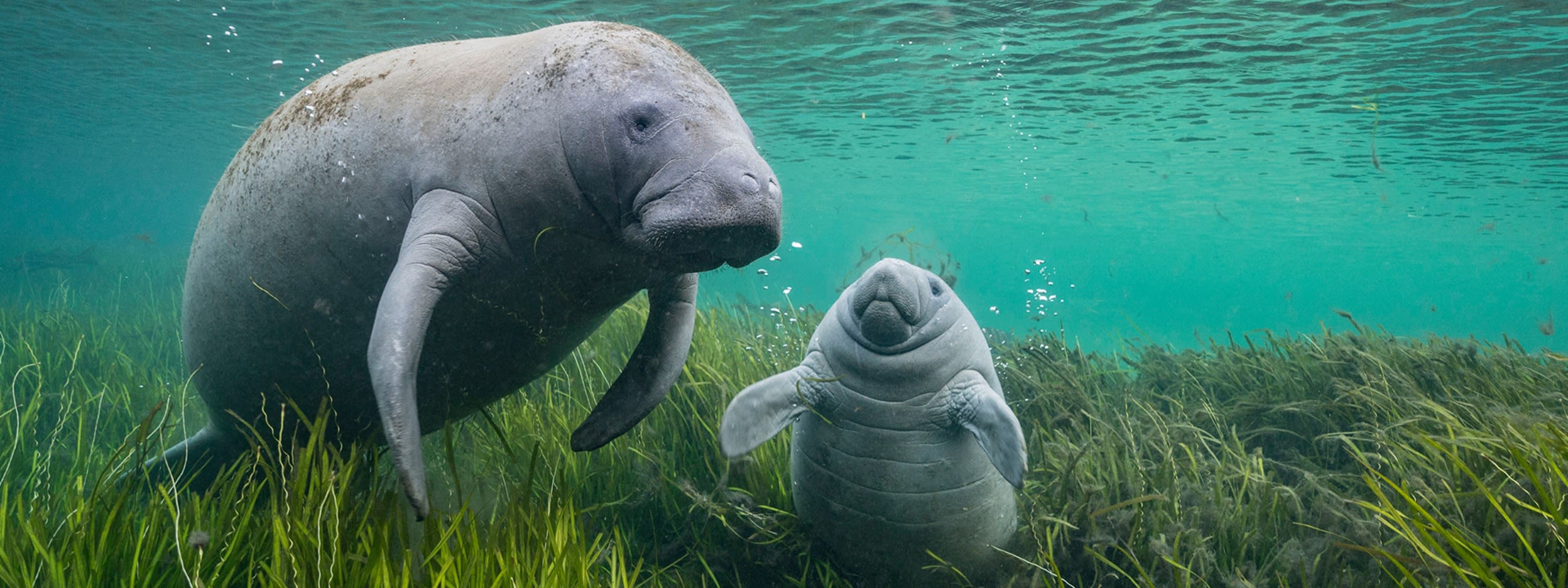 Wildlife photographer of the year