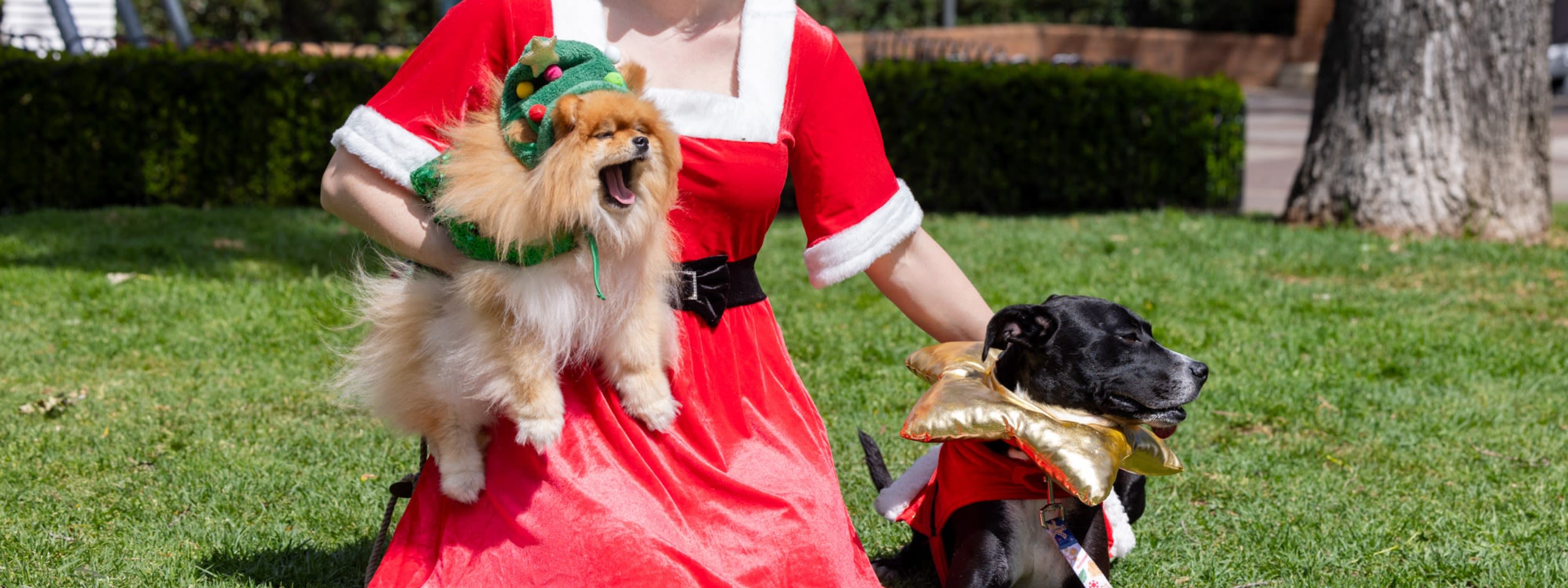 Surry Hills Christmas Fair - Santa Paws Dog Parade