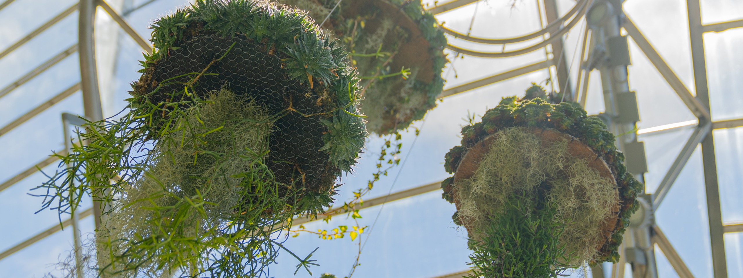 Make a Jellyfish Succulent Hanging Baskets City of Sydney What’s On