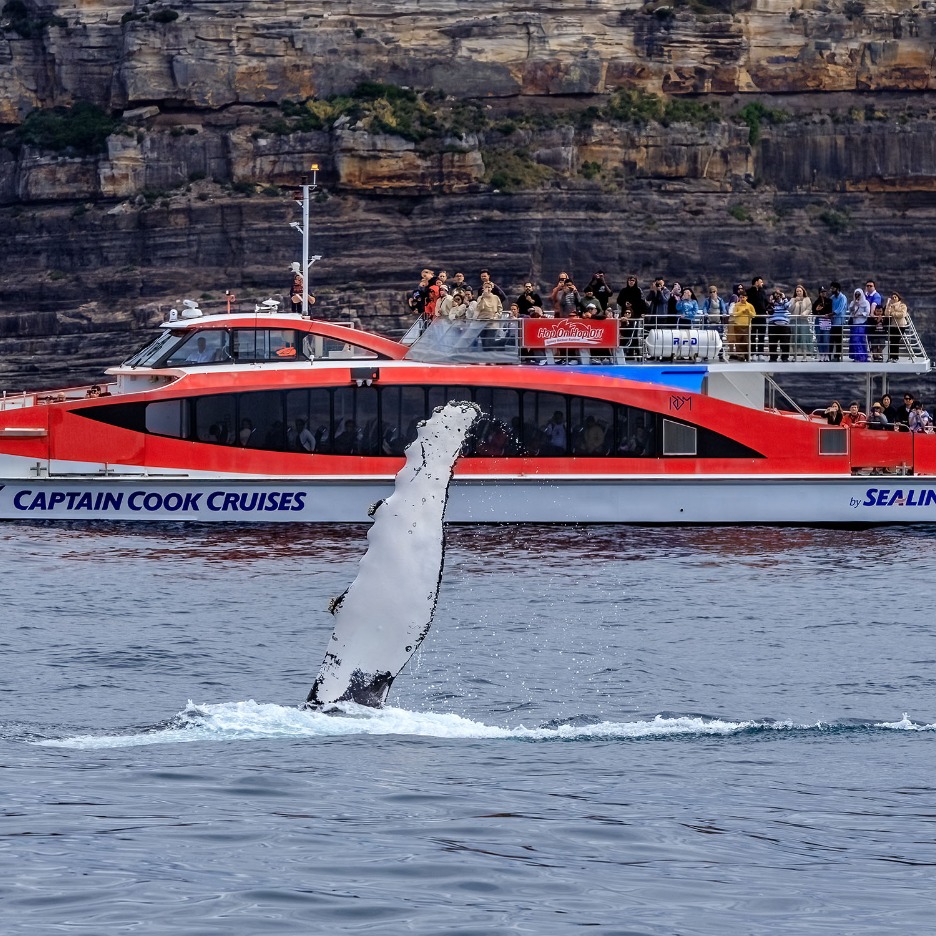 Whale watching cruises
