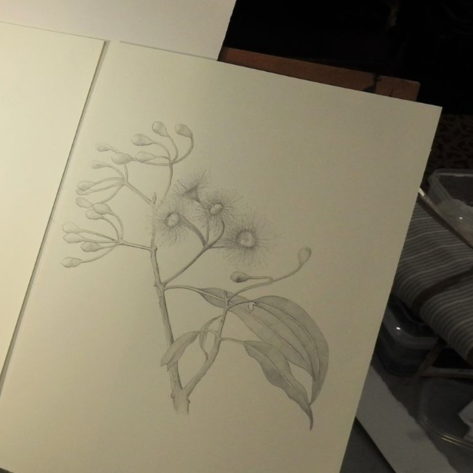 Botanical Focus: Intensive workshop with Beverley Allen