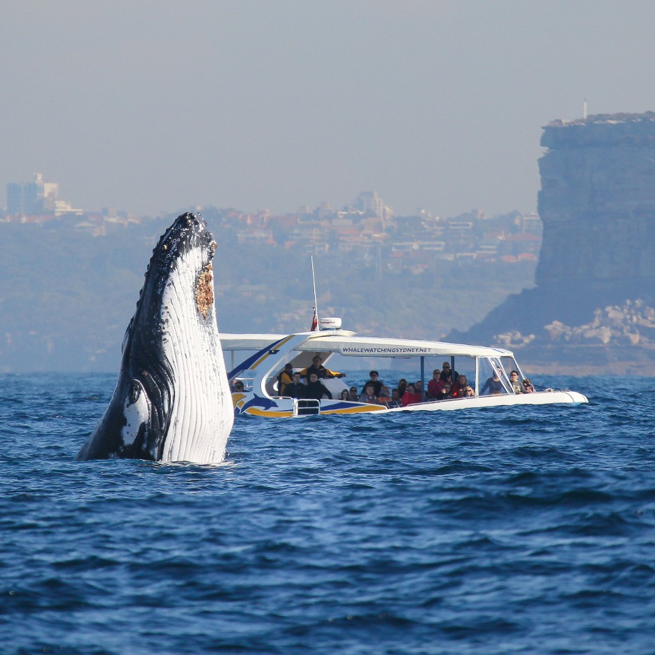 Whale watching cruises