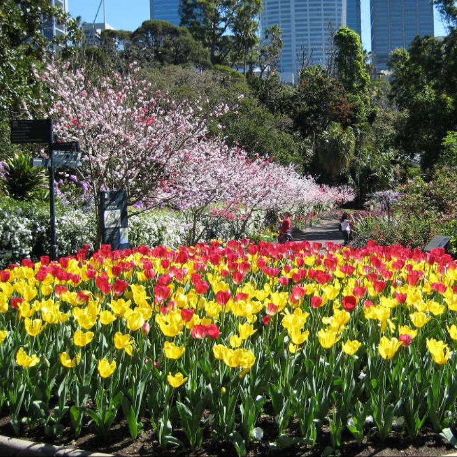 Private buggy tour of the Royal Botanic Garden Sydney