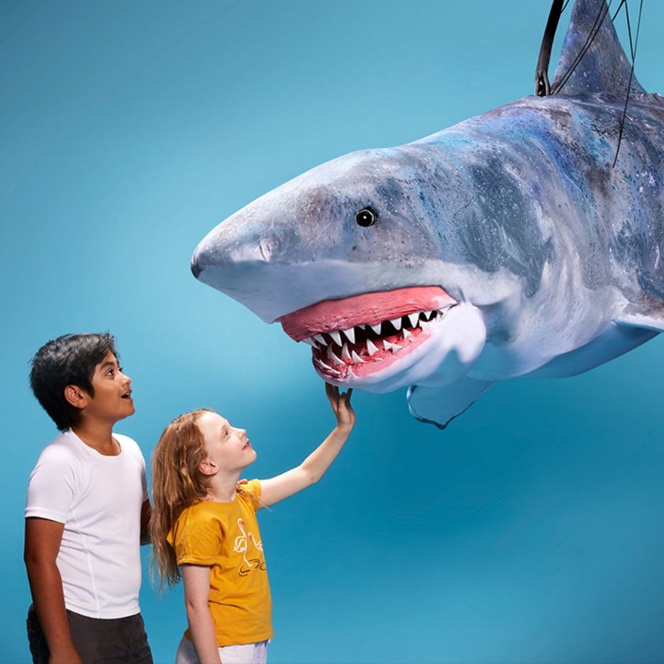 Erth's Shark Dive: Live on Stage