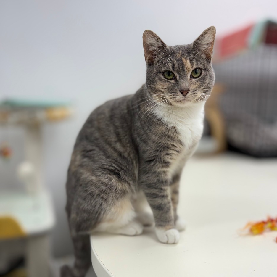 International Cat Day Celebration