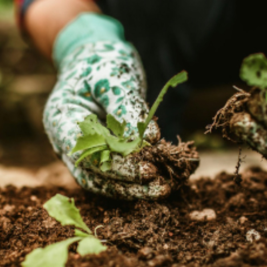 Edible Garden Project