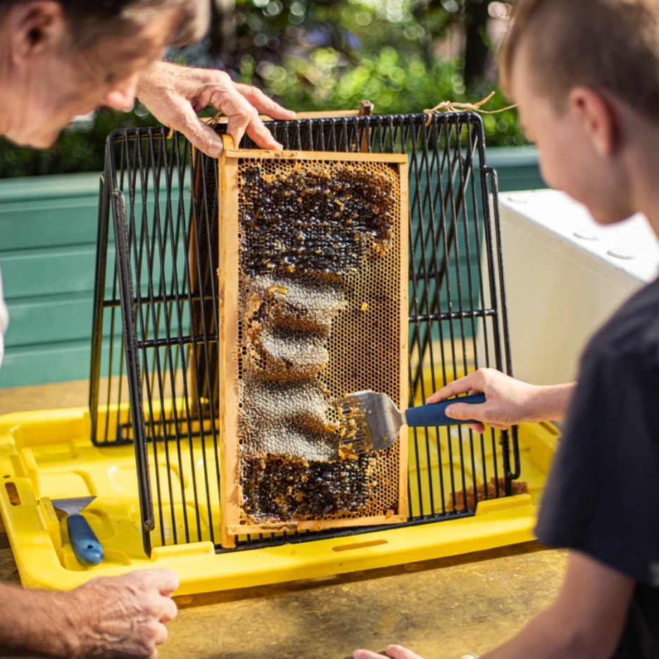 Kids' Honey Workshops