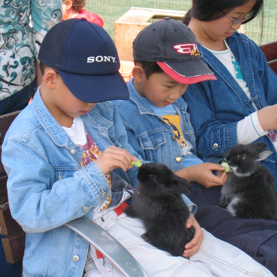 Farm Animals: Meet your furry friends