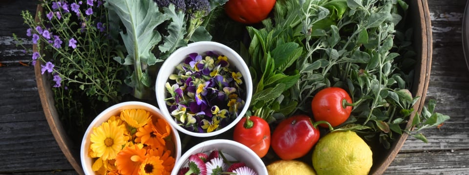 Sydney City Farm 季节导览活动图片