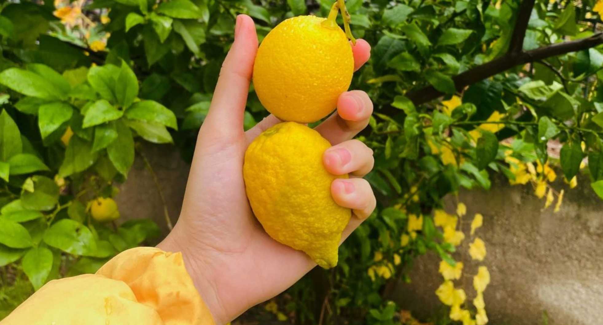fruit,citrus,yellow,produce,fruit tree,ingredient,natural foods,food,sweet lemon,meyer lemon,citron,lemon,rangpur,seedless fruit