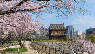 Cherry Blossom Experience