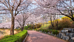 Sapporo in bloom: discover the magic of the cherry blossom season