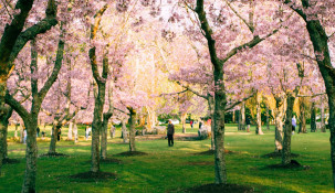 Cherry blossom season in Kobe