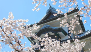 Sakura traditions up-close: A cherry blossom-filled journey in Kanazawa