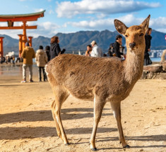 Hiroshima