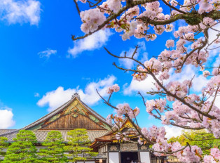 Cherry Blossom season is popular in Kyoto