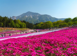 Chichibu with Shibazakura flowers and mountains in the 