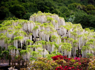 A floral paradise that's just a short train ride away