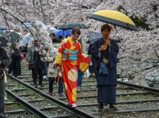 Cherry blossoms in Japan