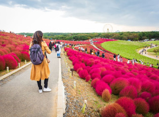 Nothing beats the beauty of the bloom at ashikaga flowe