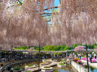 The magical Ashikaga Flower Park