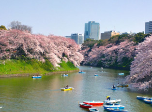Our Tokyo Cherry Blossom tour is a must-do