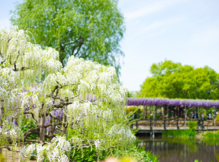 Ashikaga Flower Park