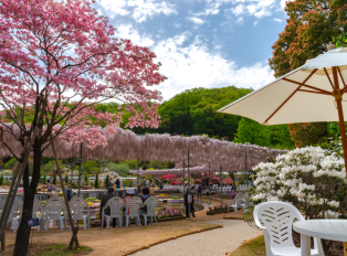 Beautiful Cherry Blossom trees at Ashikaga Flower Park,