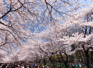 Viewing cherry blossom trees when embarking on Tokyo to