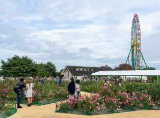 Hitachi Seaside Park is a serene sanctuary