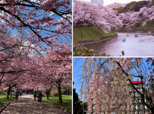 Vancouverites get a glimpse of spring as cherry blossoms start to