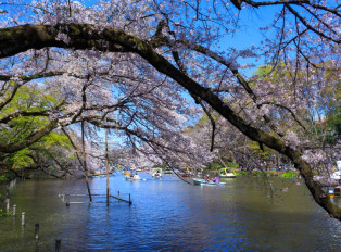 Cherry blossoms in Tokyo, Japan