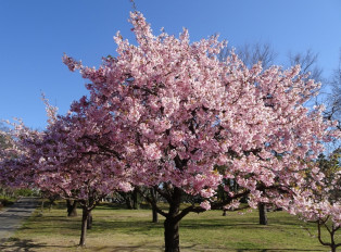 Cherry blossoms in full bloom, Japan